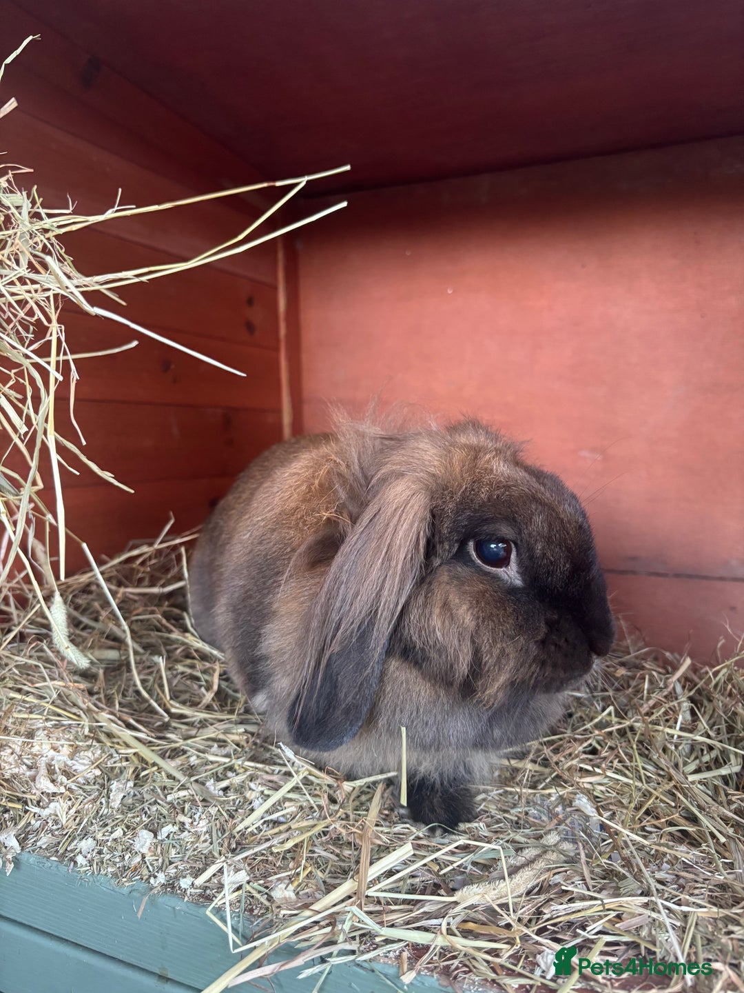 Mini Lion Lop rabbits for sale: Cocoa - Image 3