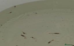 Live Bearers fish for sale: Guppies - Image 5