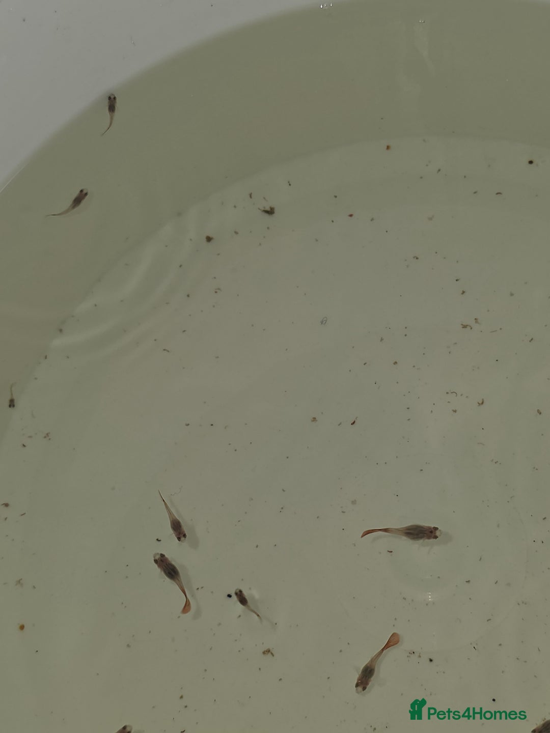 Live Bearers fish for sale: Guppies - Image 5