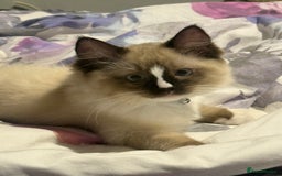 Ragdoll cats for sale: Stunning male ragdoll - Image 3