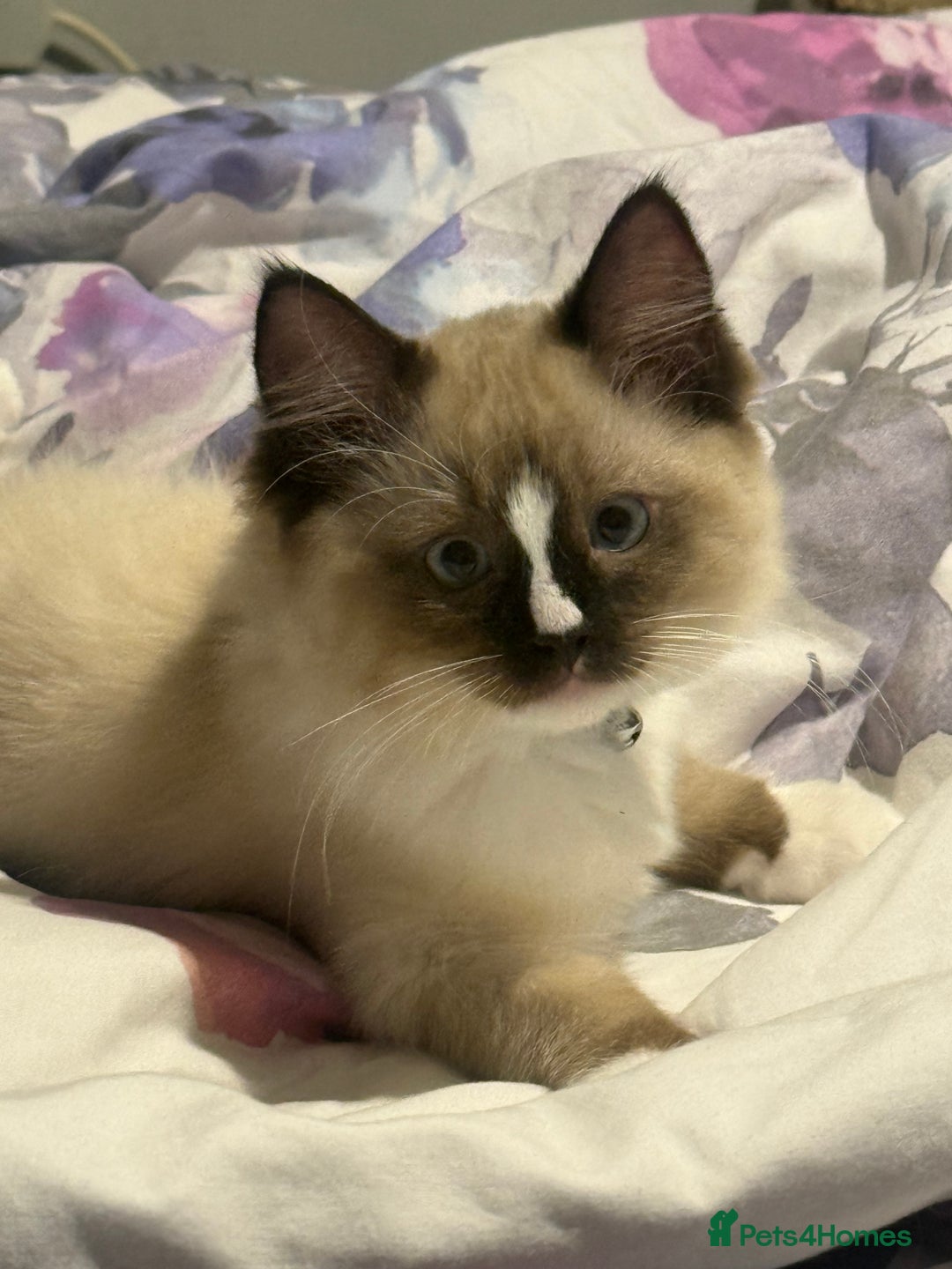 Ragdoll cats for sale: Stunning male ragdoll - Image 3