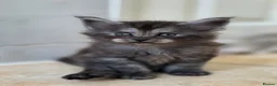 Maine Coon cats for sale: Pedigree TICA Registered Maine Coon Kittens - Advert 8