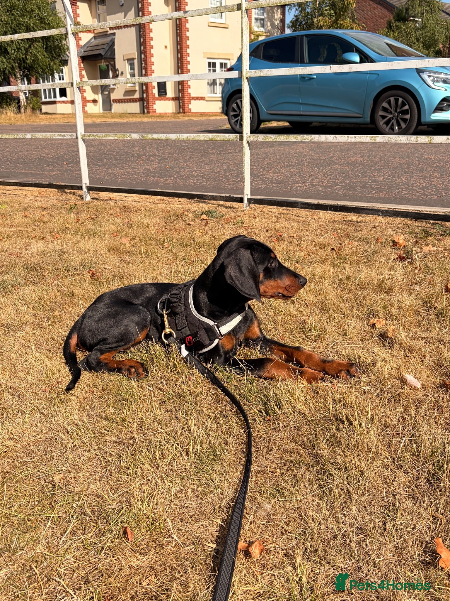 Dobermann dogs READY TO COLLET NOW | RKC DOBERMAN | CHAMPION LINE - Advert 2