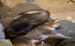 Siberian Husky dogs for sale: Brown girl Siberian husky.  - Image 2