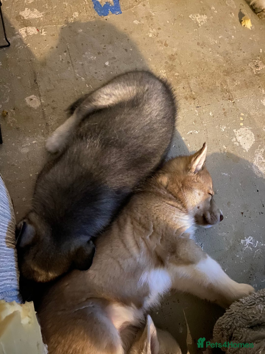 Siberian Husky dogs for sale: Brown girl Siberian husky.  - Image 2
