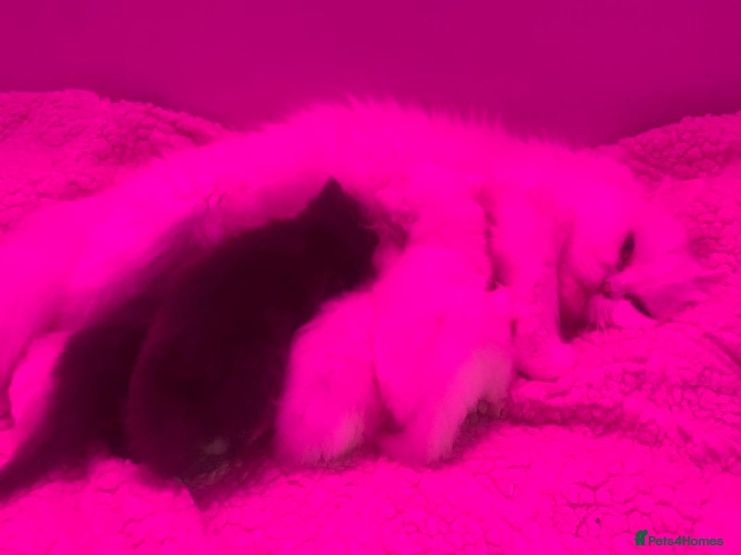 Ragdoll cats for sale: Ragdoll/Persian kittens - Advert 5