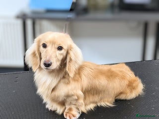 Miniature Dachshund dogs Leonard English cream longhaired - Advert 1