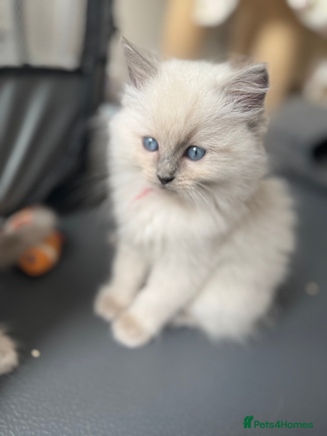 Ragdoll cats for sale: Adorable Ragdoll Kittens Seeking Forever Homes - Image 25