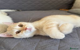 British Shorthair cats for sale: Stunning British Shorthair Kittens & adule cat - Image 15