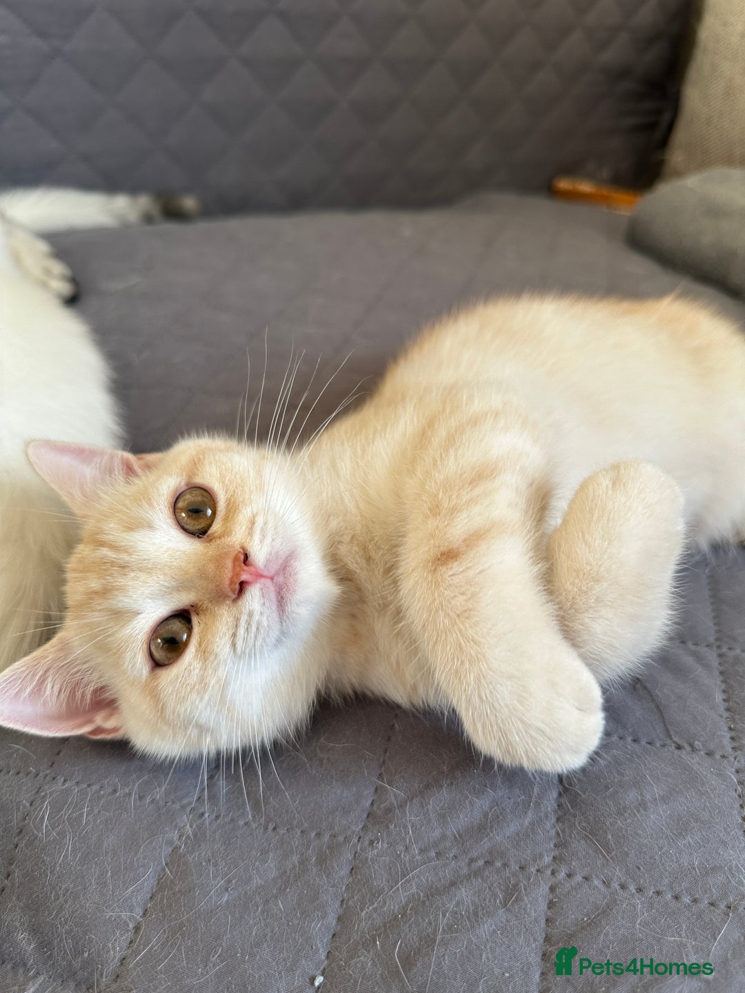 British Shorthair cats for sale: Stunning British Shorthair Kittens & adule cat - Image 15