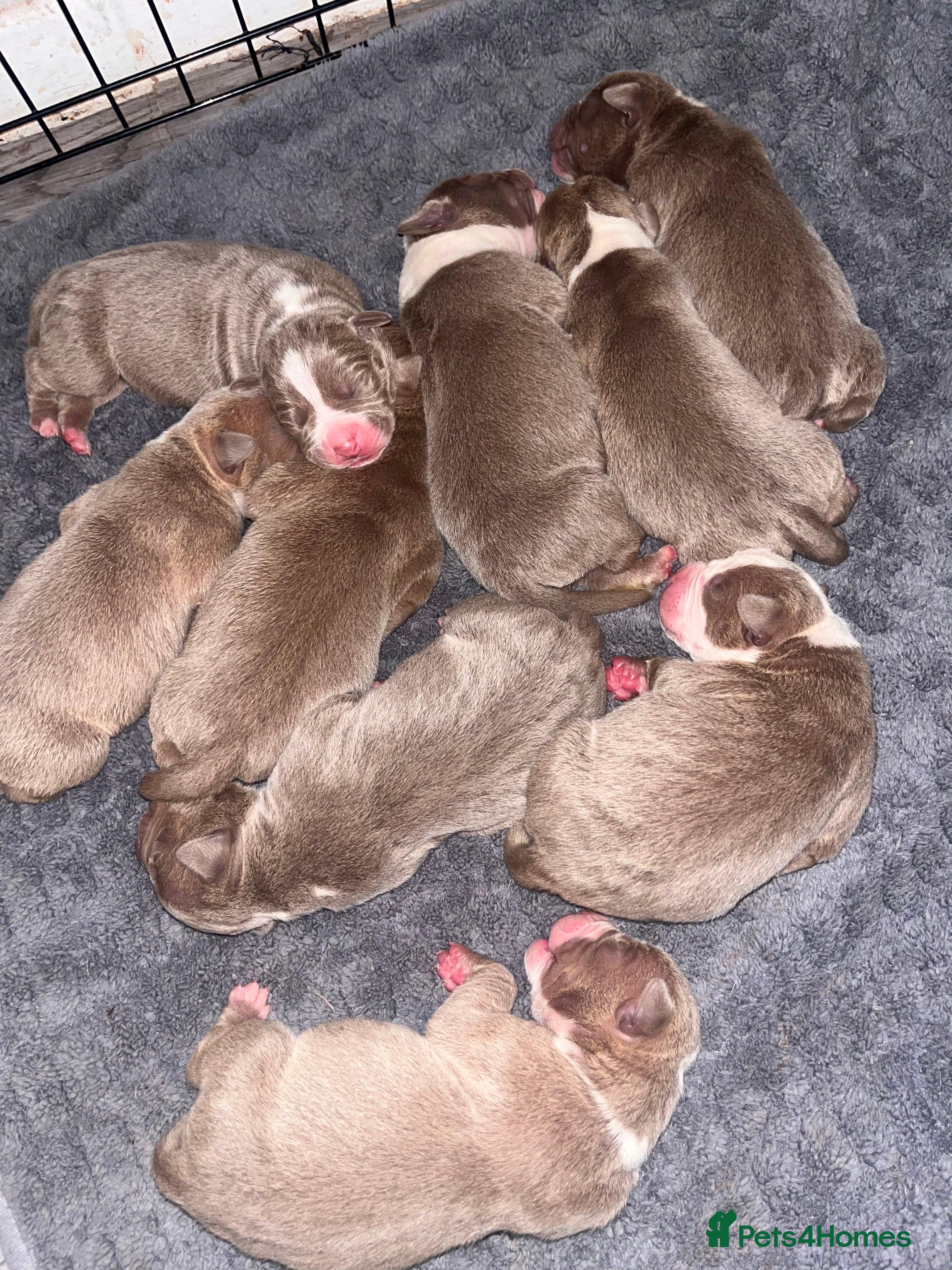 Mixed Breed dogs 9 Puppies - Old Tyme Bulldog x American Bulldog - Advert 14