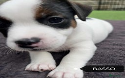 Jack Russell dogs for sale: Jack Russell puppies,Parents reg.Kennel club, - Image 6