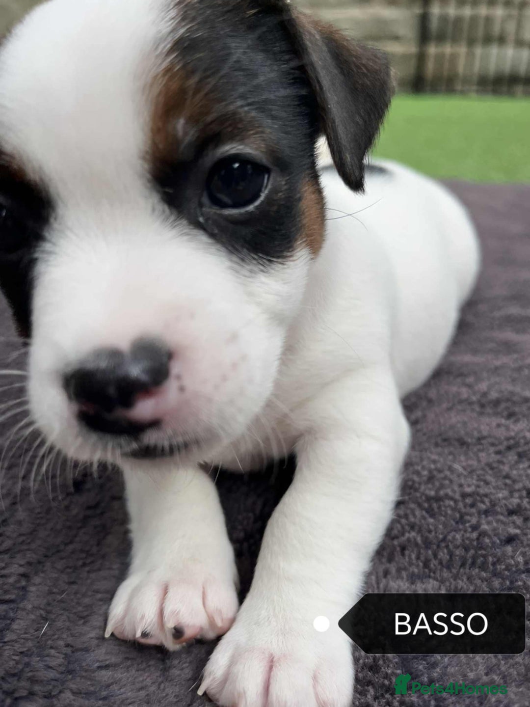 Jack Russell dogs for sale: Jack Russell puppies,Parents reg.Kennel club, - Image 6