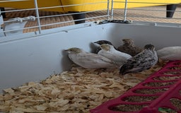 Quail poultry for sale: Button quail - Image 5