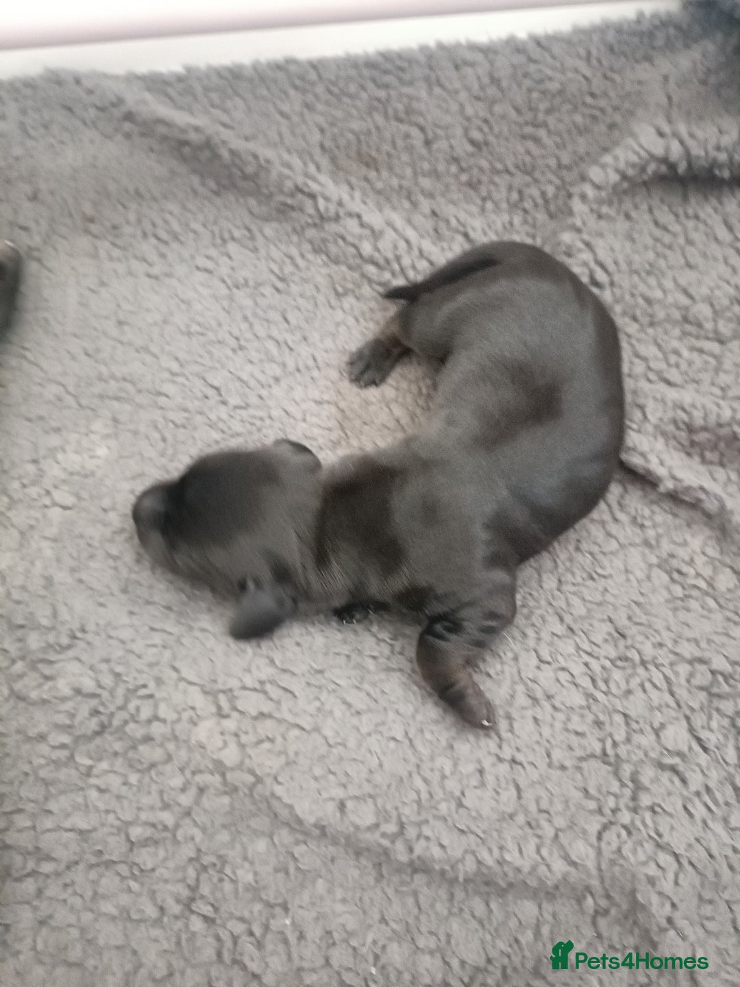 Dachshund dogs for sale: Beautiful daccys for sale ready 30th December  - Advert 6