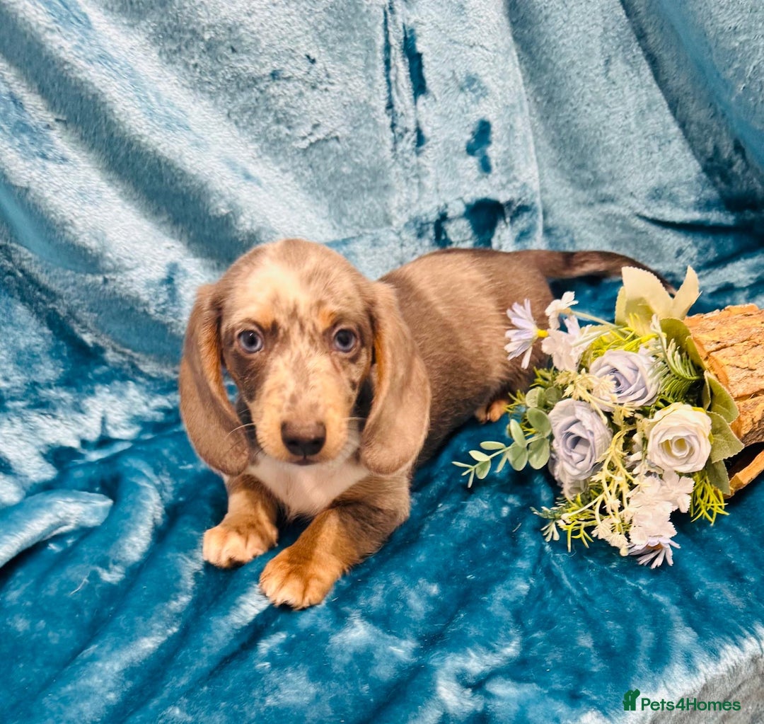 Miniature Dachshund dogs for sale: Miniature dachshunds - Advert 17