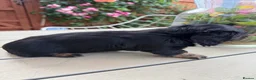 Miniature Dachshund dogs for sale:  Adorable Miniature Dachshund Puppies - Advert 20