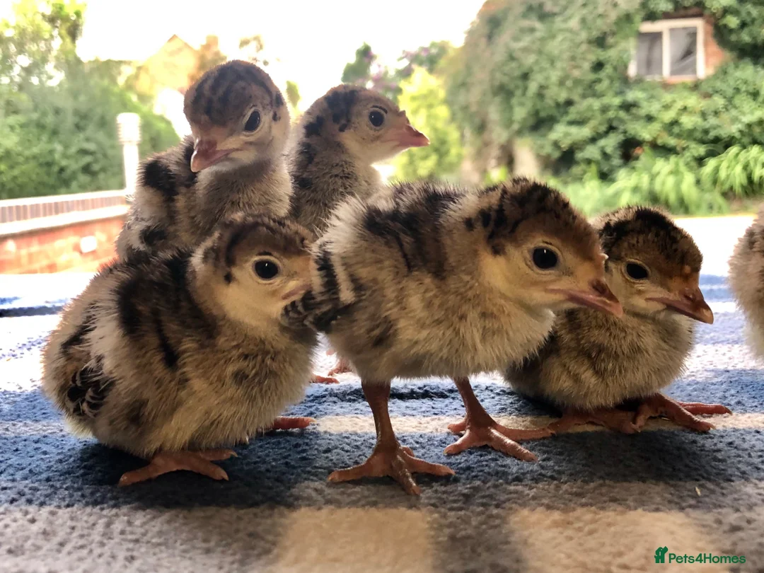 Turkeys poultry for sale: Bourbon Red & Bronze Turkey poults  - Advert 2