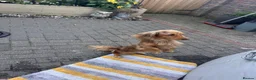 Dachshund dogs for stud: Long haired chocolate dapple dachshund for stud  in Gosport - Advert 9