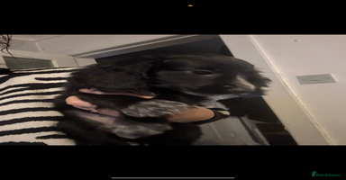 Cocker Spaniel dogs KC Registered Cocker spaniels  - Advert 5