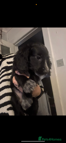 Cocker Spaniel dogs KC Registered Cocker spaniels - Advert 9