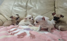 Chihuahua dogs for sale: Chihuahua puppies for sale  - Image 7