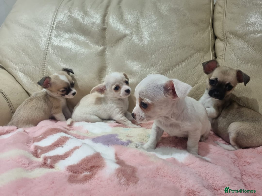 Chihuahua dogs for sale: Chihuahua puppies for sale  - Image 7