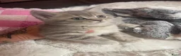 Scottish Fold cats for sale: Beautiful Scottish straights READY NOW  - Advert 31