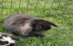 English Lop rabbits for sale: Baby Rabbits - Image 2