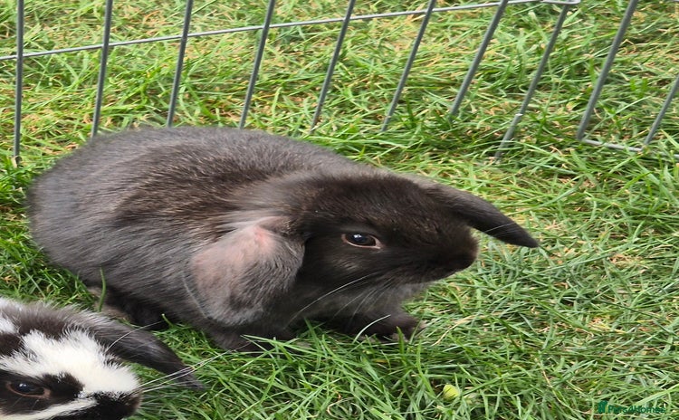 English Lop rabbits - Advert 7