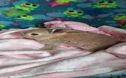 Mixed Breed rabbits for sale: Baby rabbits for sale  - Image 14