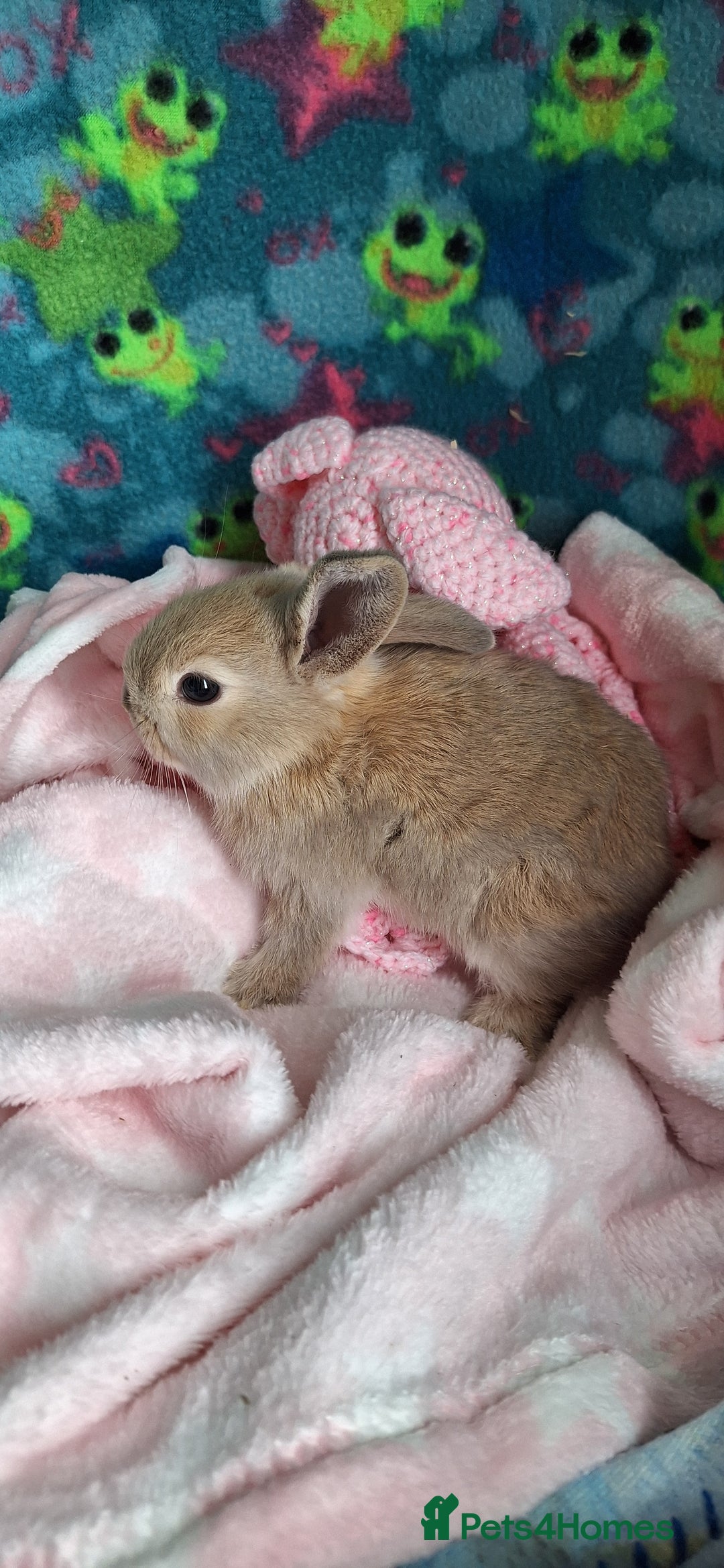 Mixed Breed rabbits for sale: Baby rabbits for sale  - Image 14