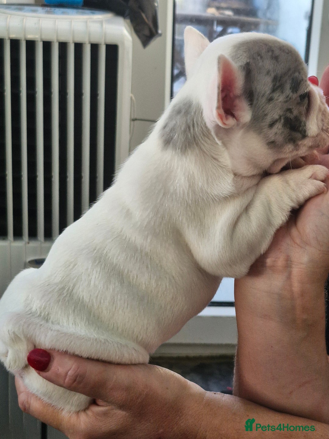 French Bulldog dogs for sale: French Bulldog Puppies - Image 13