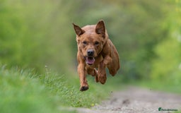Labrador Retriever dogs for sale: Stunning Well Breed Black/Fox Red Puppies For Sale - Image 8