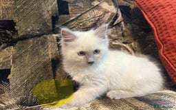 Ragdoll cats for sale: Peaceful cuddled Rag dolls for sale - Image 2