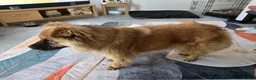 Mixed Breed dogs for adoption: ALFIE, 4 yrs, 16kg, sociable, loves people & dogs in Newark - Advert 5