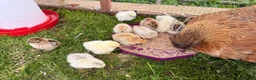 Chickens poultry for sale: 11 GORGEOUS 2 DAY OLD SILKIE CHICKS AVAILABLE  - Advert 5