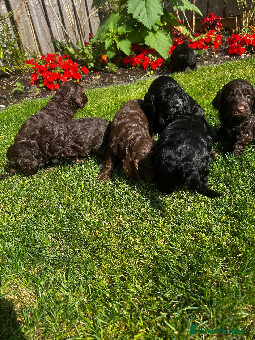 Cockapoo dogs for sale: Stunning F1 cockapoo pups - Image 17