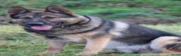 German Shepherd dogs for sale: Big bone gsd male  - Advert 1