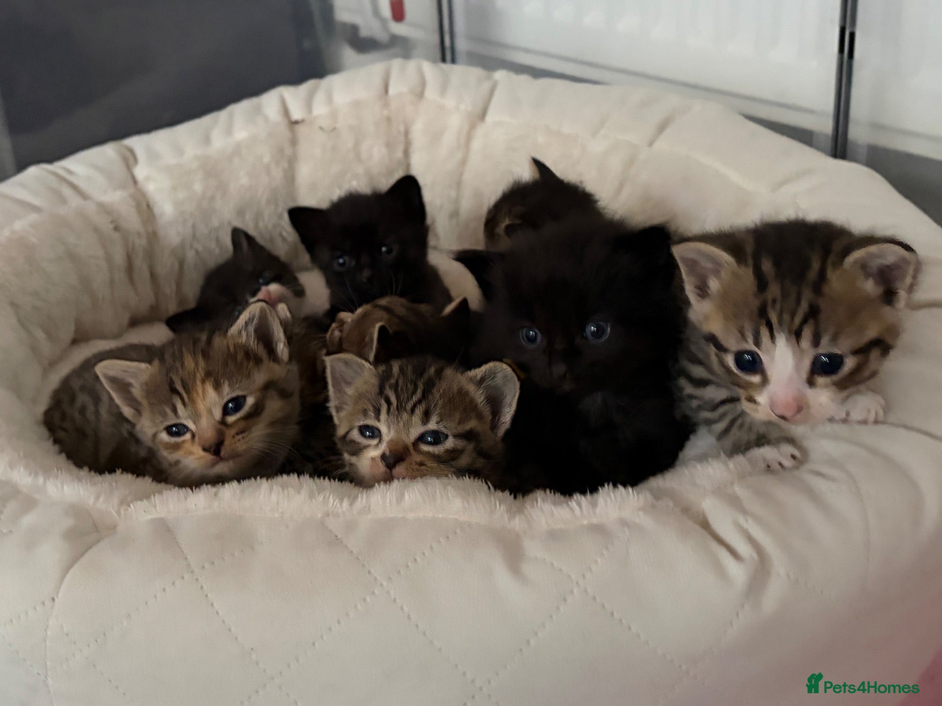 British Shorthair cats 🐾 10 Adorable Kittens - girls & boys - Advert 2