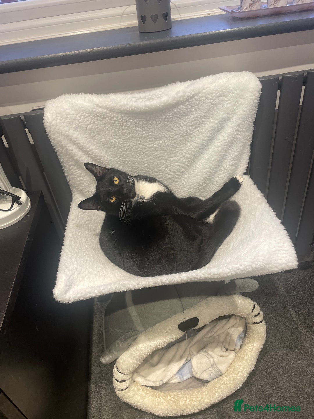 Domestic Shorthair cats for sale: 🐾 Free to a forever home - 2yr old male cat 🐾 - Image 1
