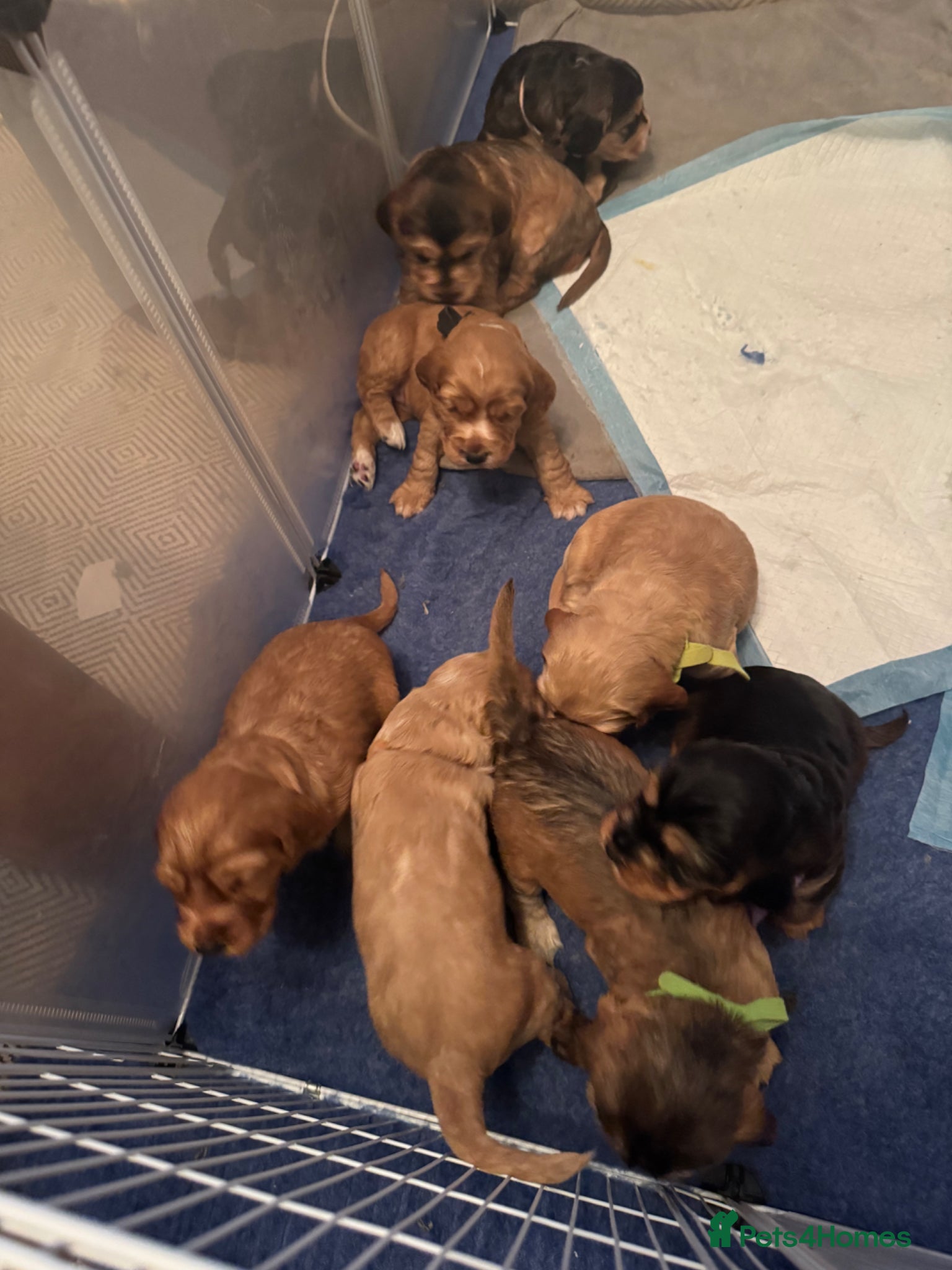 Cocker Spaniel dogs Working cocker spaniel puppies for sale - Advert 10