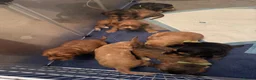 Cocker Spaniel dogs for sale: Working cocker puppies for sale in Ammanford - Advert 5