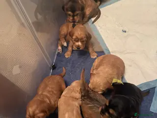 Cocker Spaniel dogs Working cocker spaniel puppies for sale - Advert 2