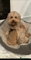 Mixed Breed dogs GORGEOUS TEDDY SMALL MINIATURE POODLE BOY - Advert 7