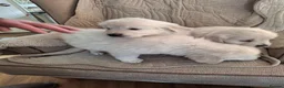 Golden Retriever dogs for sale: Golden Retreiver Puppies  - Advert 11