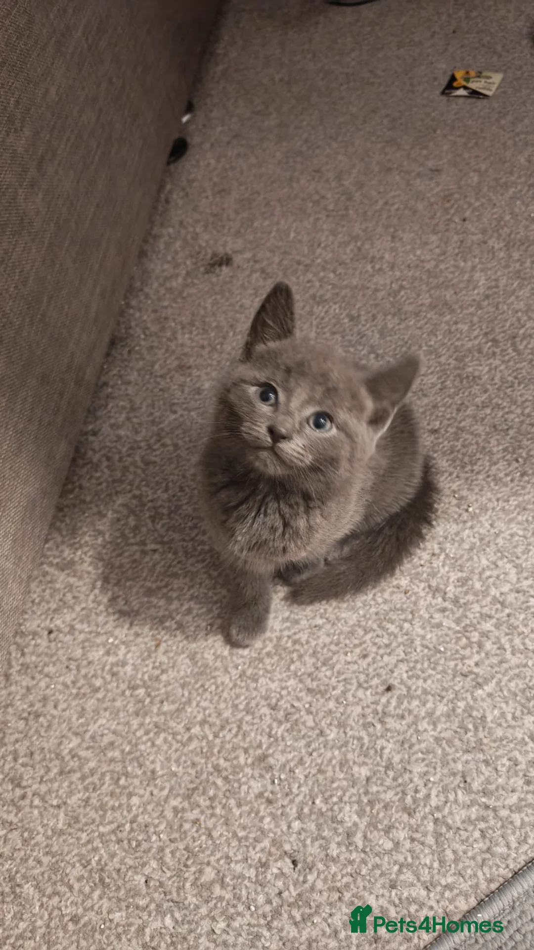 Russian Blue cats for sale: 3 Russian blue mix BSH kittens - Advert 7