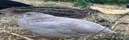Quail poultry for sale: Beautiful Coturnix Quail  - Advert 1