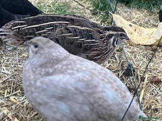 Quail poultry Beautiful Coturnix Quail - Advert 5
