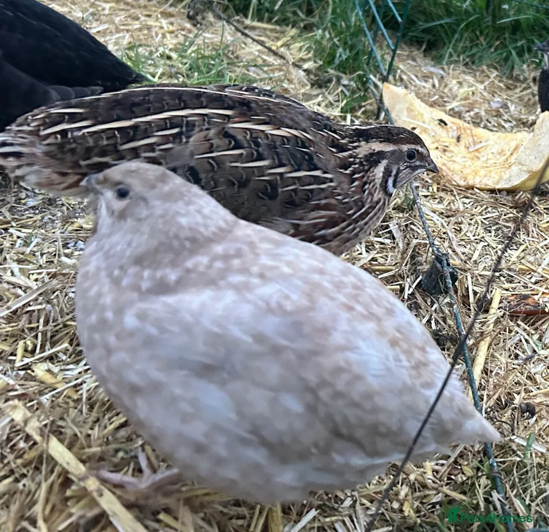 Quail poultry for sale: Beautiful Coturnix Quail  - Advert 1